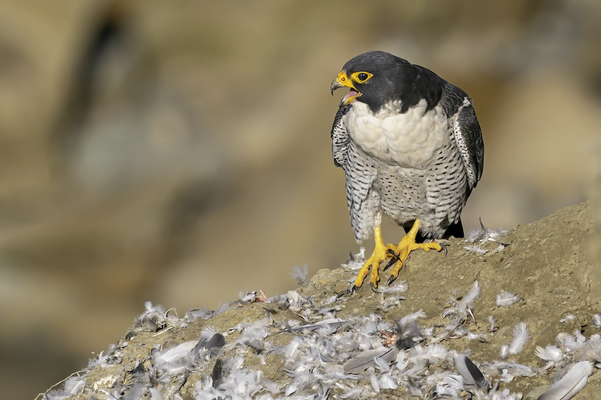 Peregrine Falcon - ML308054251