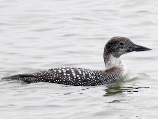 Molting adult - Common Loon