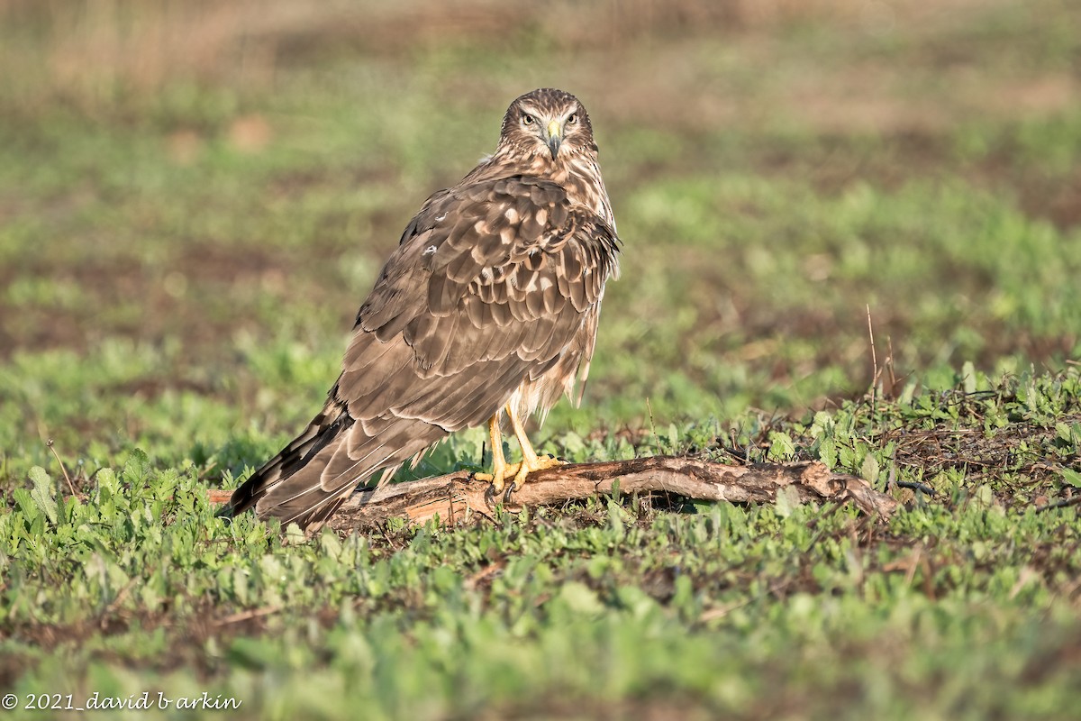 Northern Harrier - ML308055651