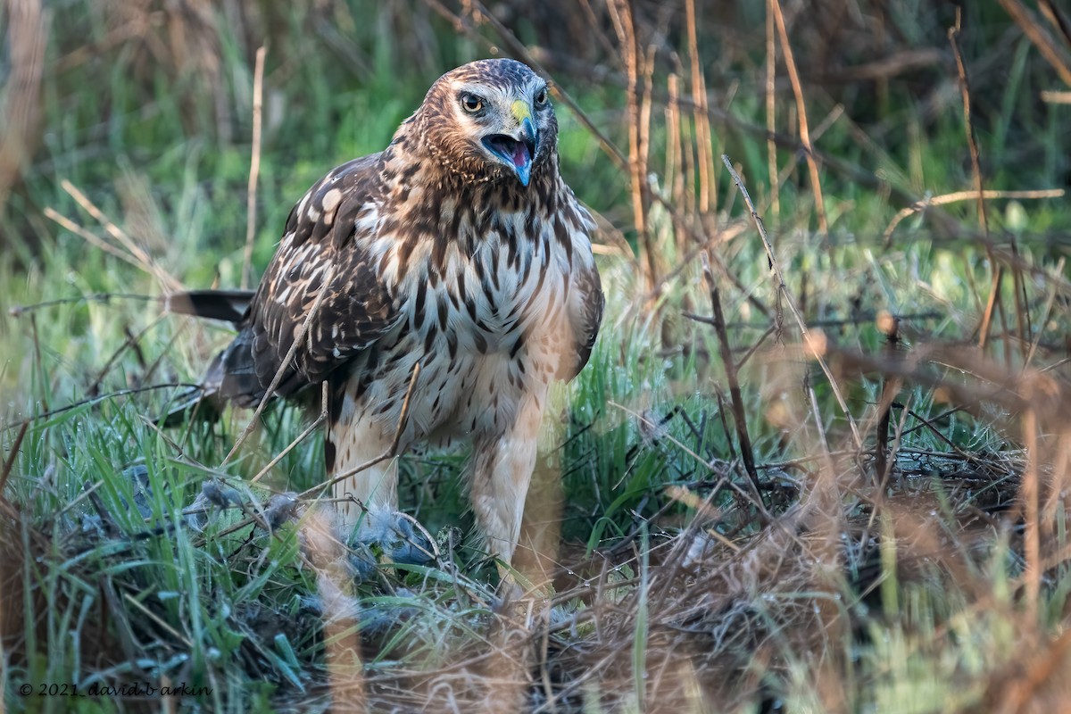Northern Harrier - ML308055741