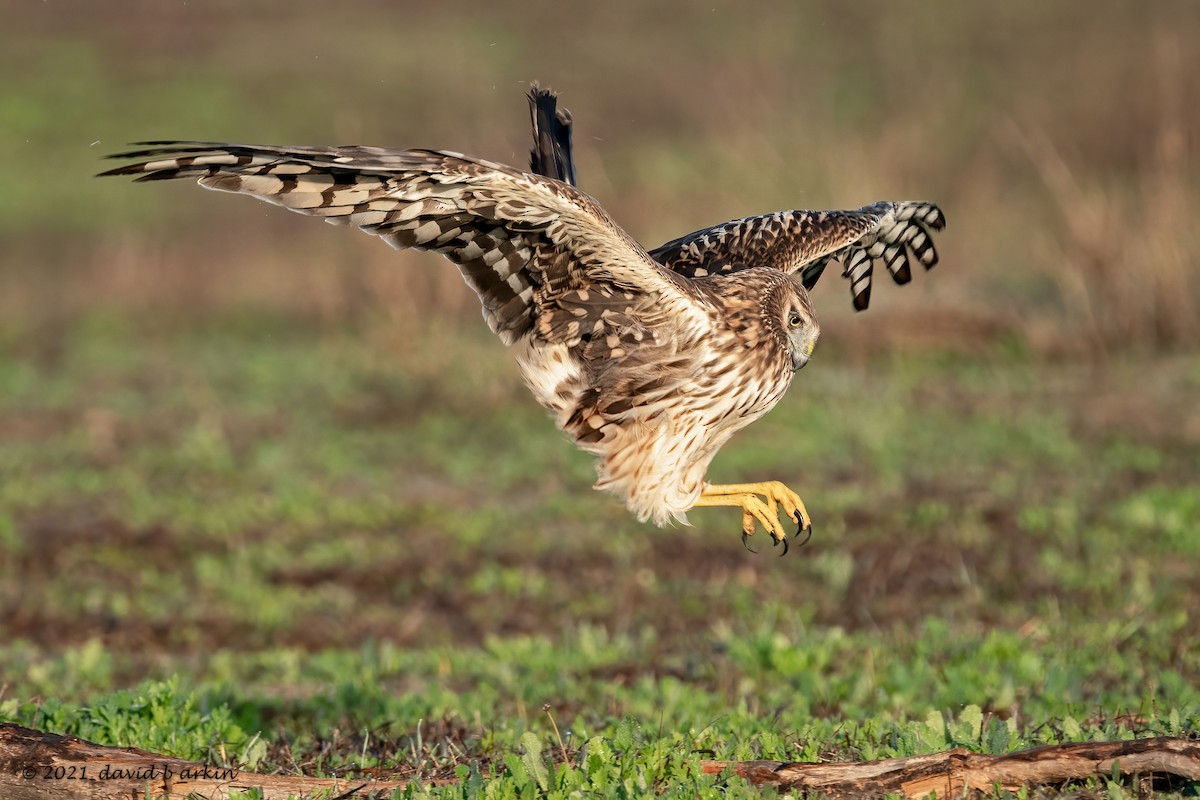 Northern Harrier - ML308055851