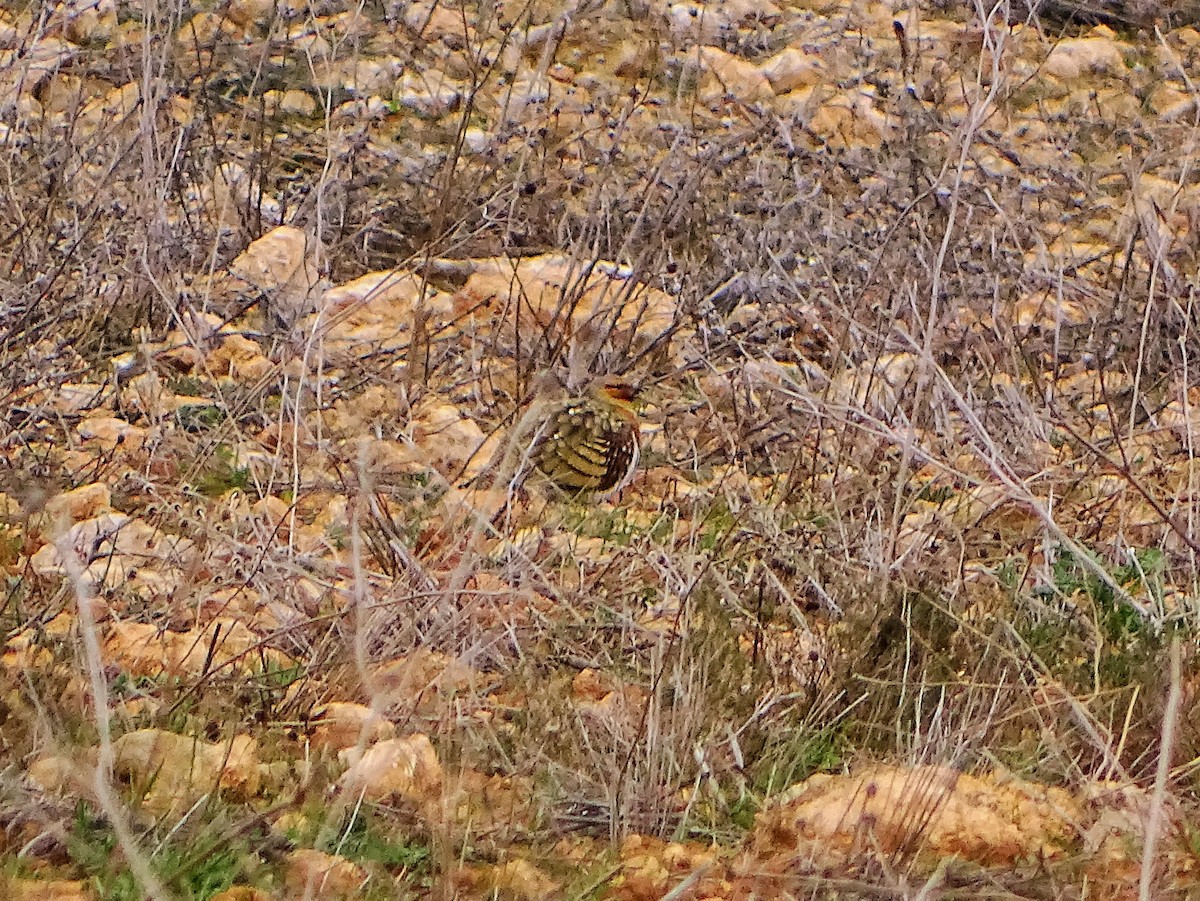 Pin-tailed Sandgrouse - ML308056781