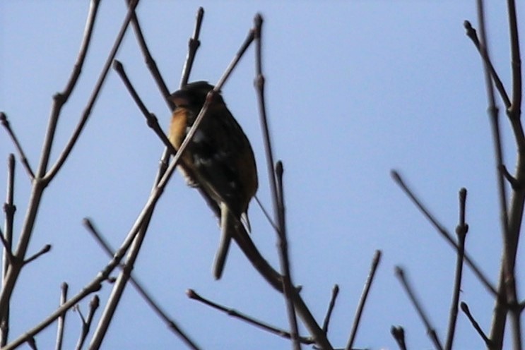 Black-headed Grosbeak - ML308057401