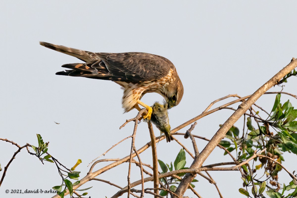 Merlin - ML308058111