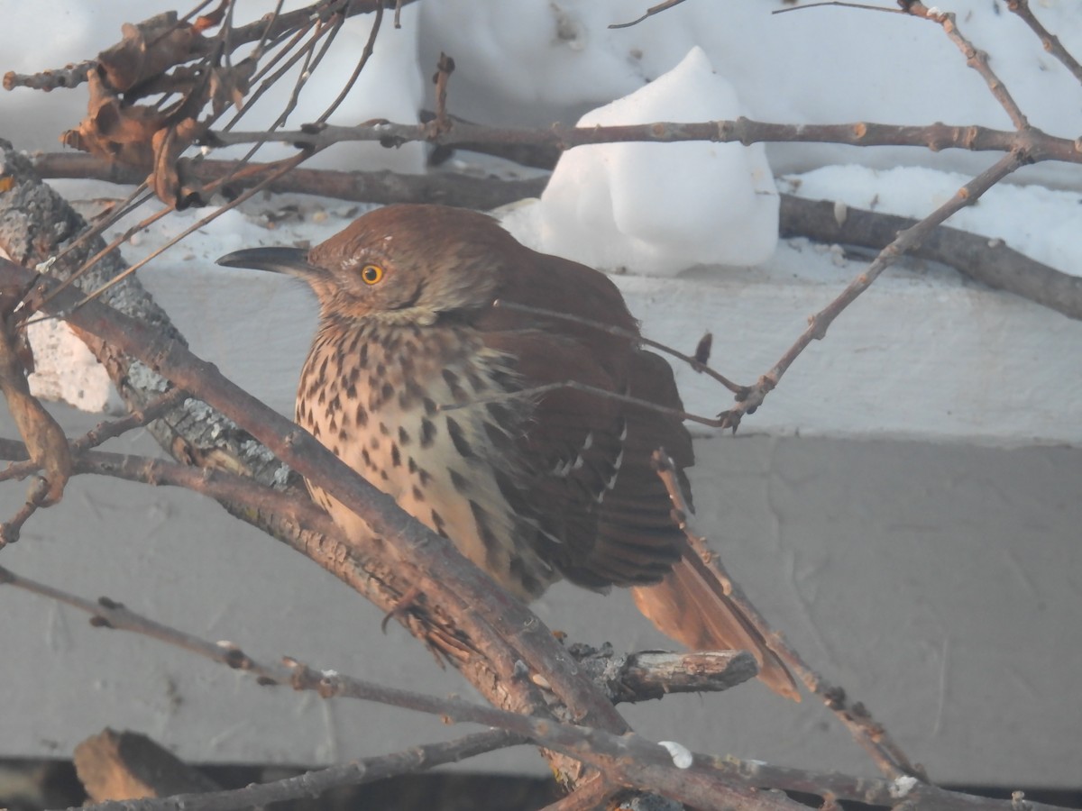 Brown Thrasher - ML308058491