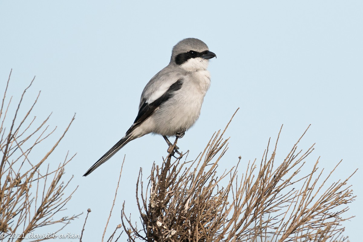 Loggerhead Shrike - ML308061011