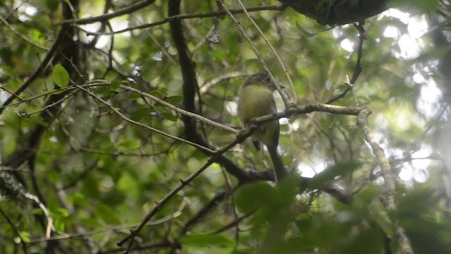 Yellow-olive Flatbill - ML308062001