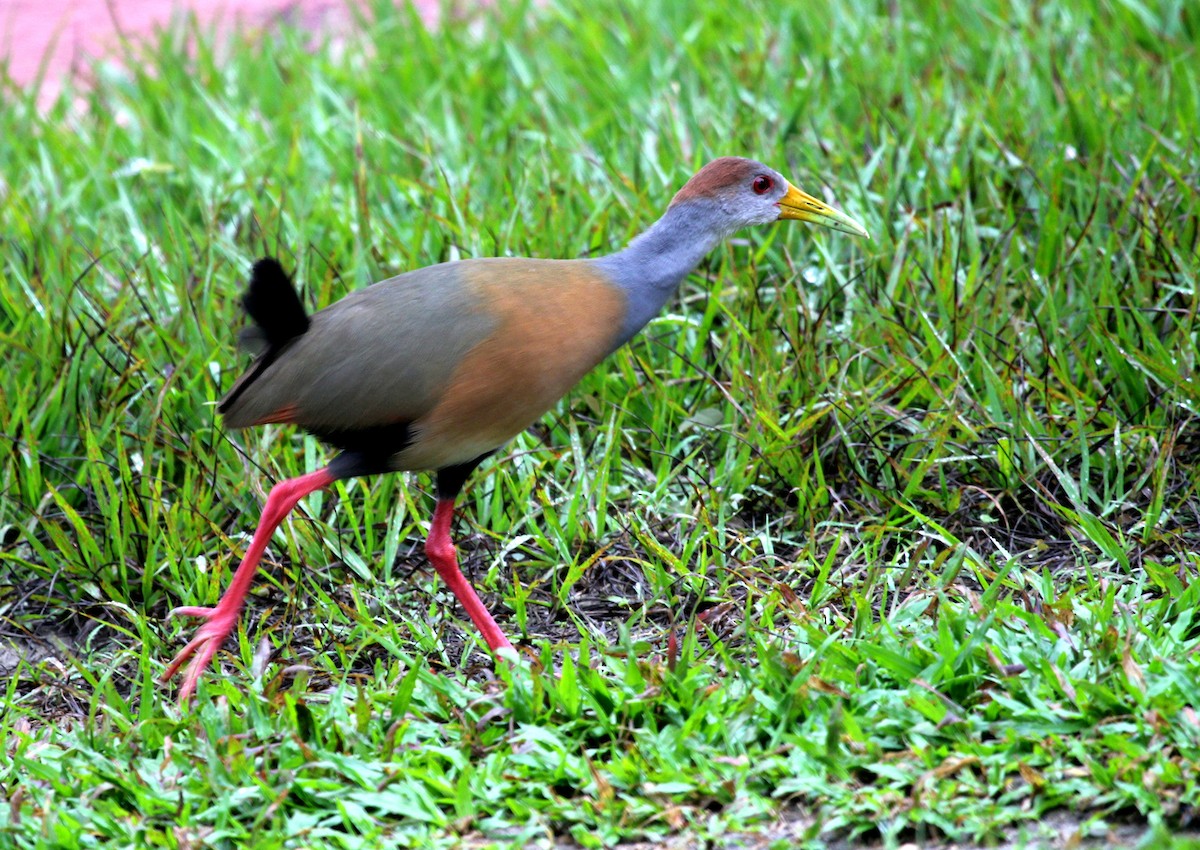 Russet-naped Wood-Rail - Michael Hooper