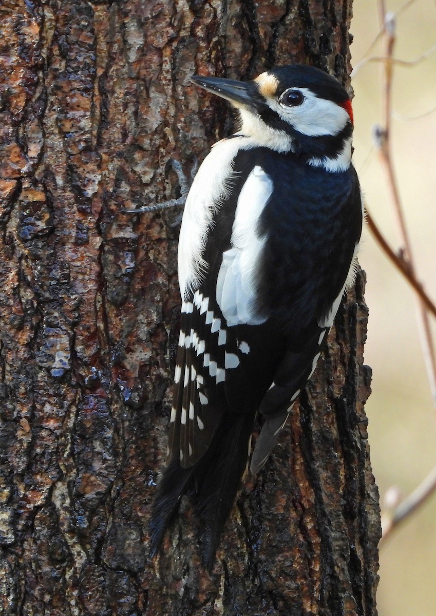 Great Spotted Woodpecker - Paul Lewis