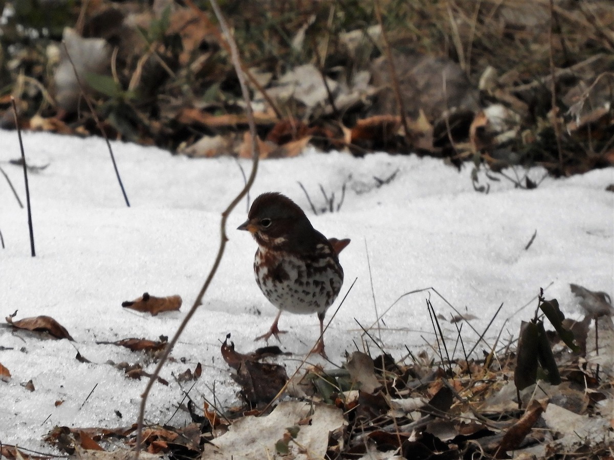 Fox Sparrow - ML308064141