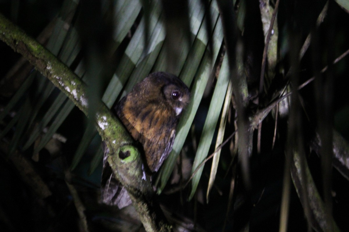 Tawny-bellied Screech-Owl - ML308064151