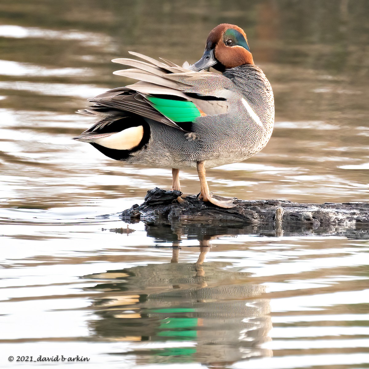 Green-winged Teal - ML308065641