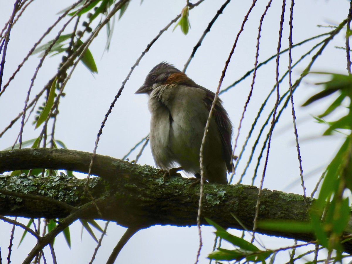 Rufous-collared Sparrow - ML308065781
