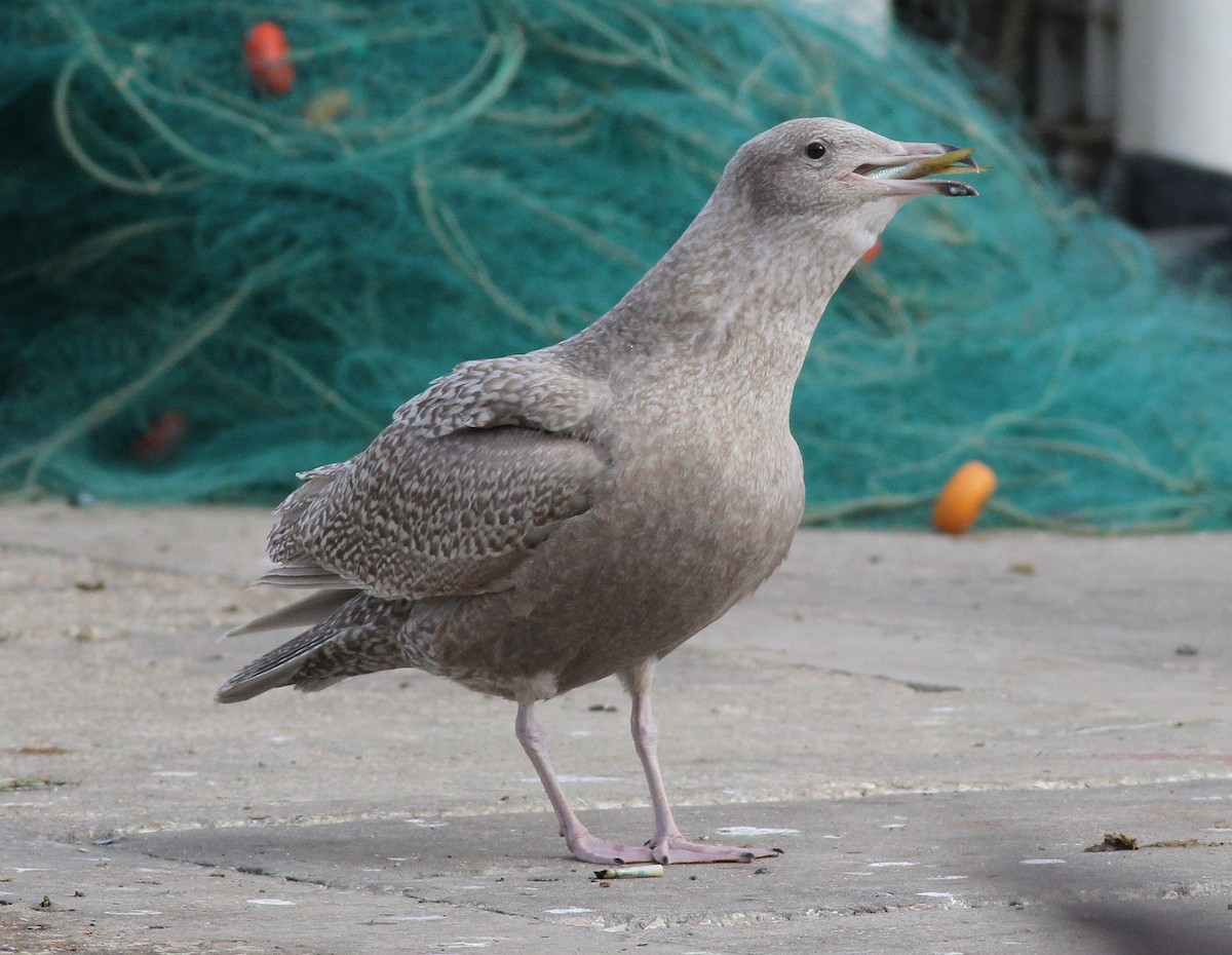 Glaucous Gull - ML308066041