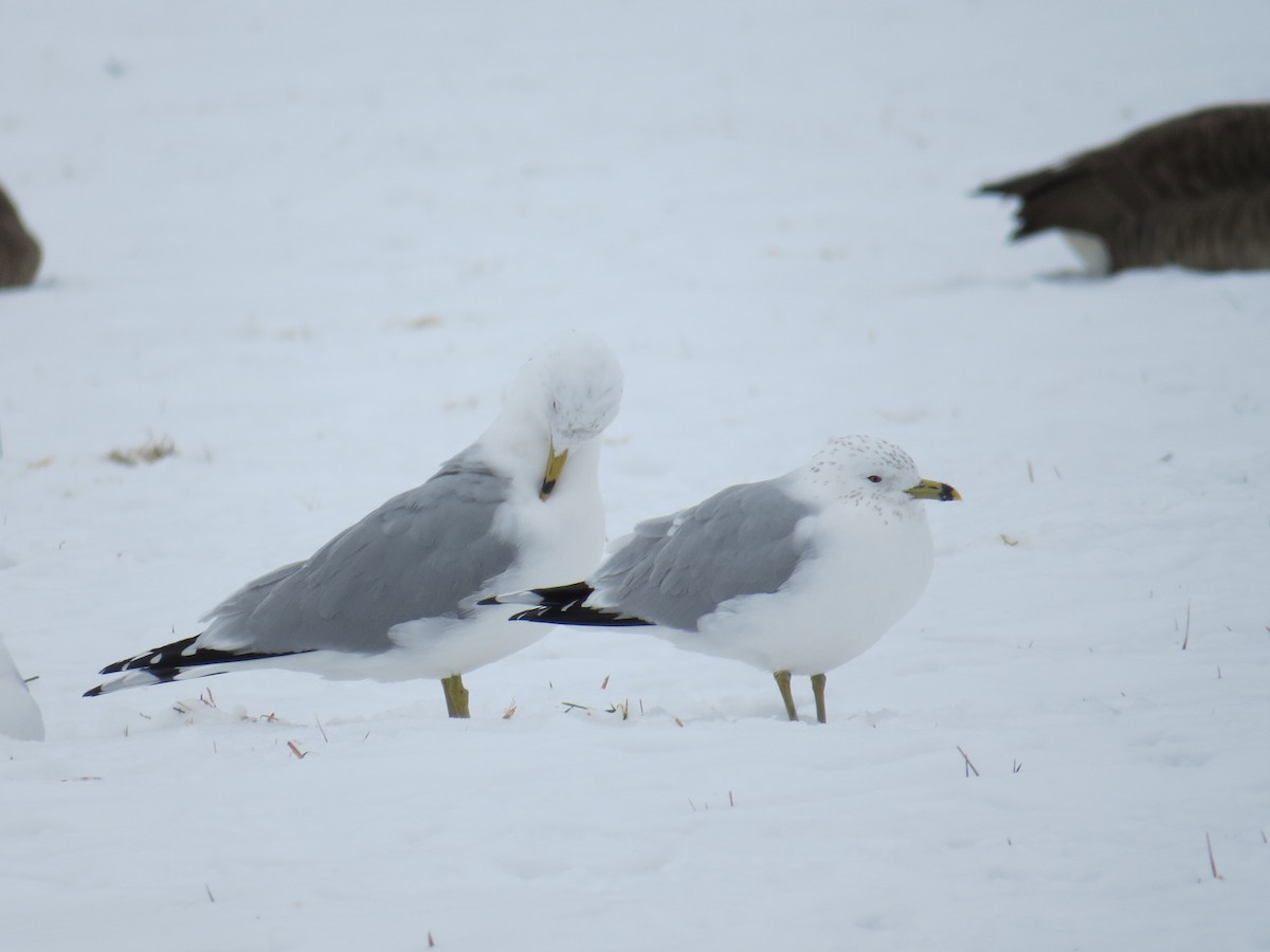 Ring-billed Gull - ML308066191