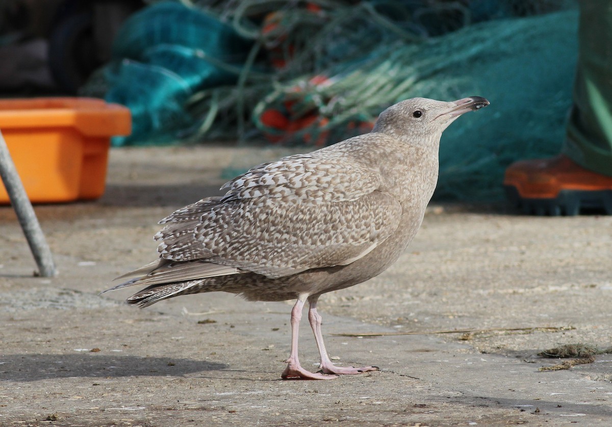 Glaucous Gull - ML308066691