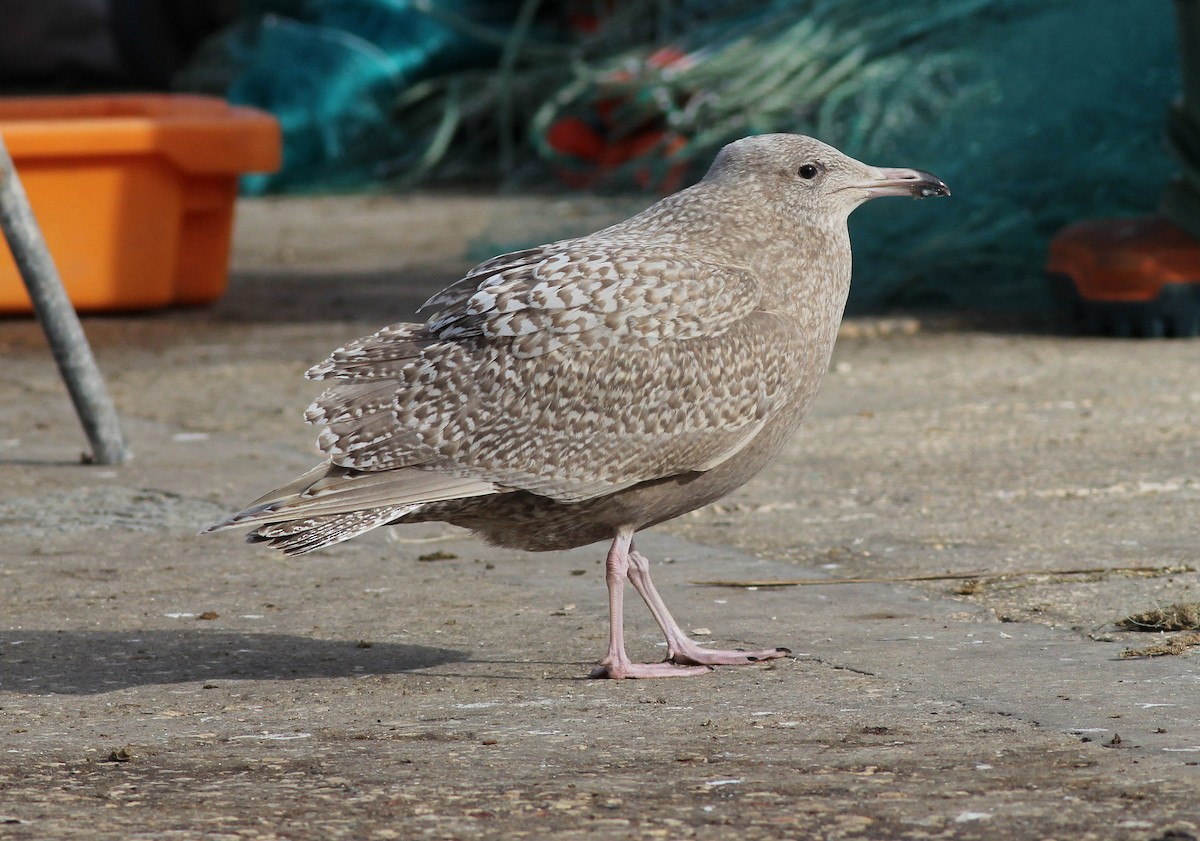 Glaucous Gull - Georg Schreier Birdwatching Algarve