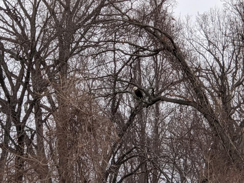 Bald Eagle - ML308067951