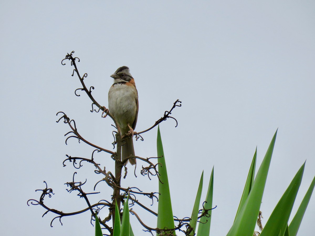 Rufous-collared Sparrow - ML308067971