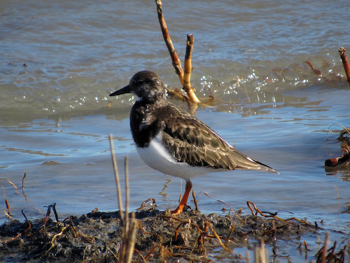 Ruddy Turnstone - ML308070241