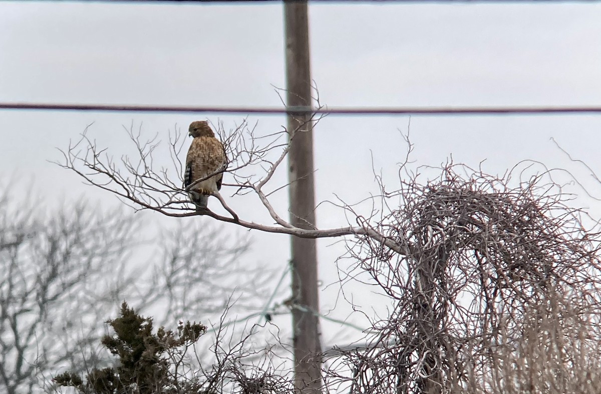 Red-shouldered Hawk - ML308070771