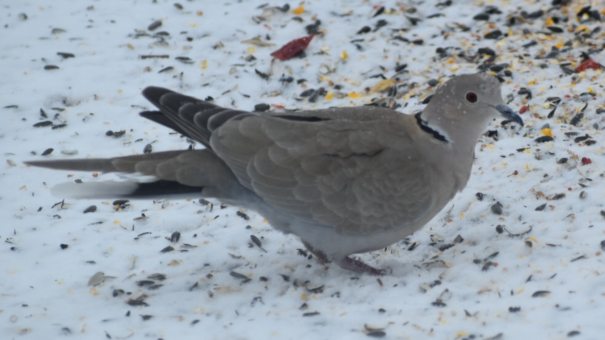 Eurasian Collared-Dove - Dan Cowell