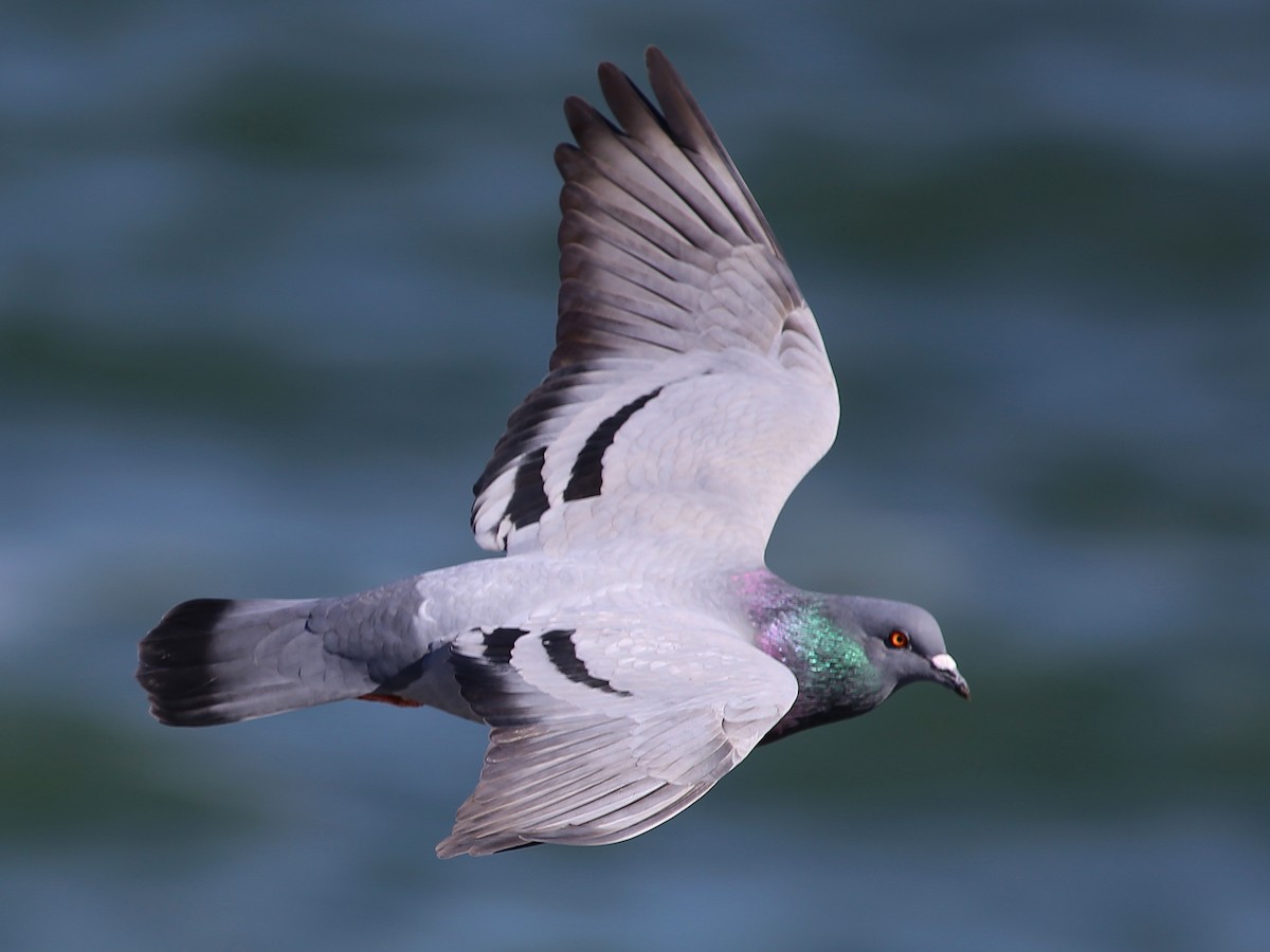 Rock Pigeon