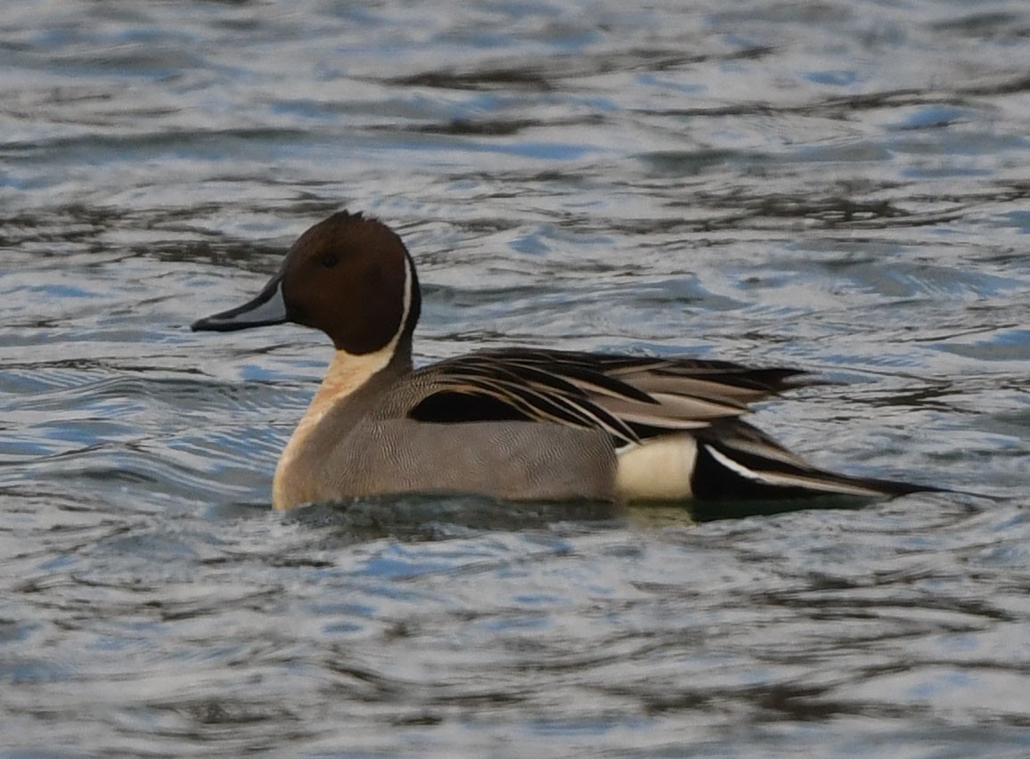 Northern Pintail - Jeremy Cohen