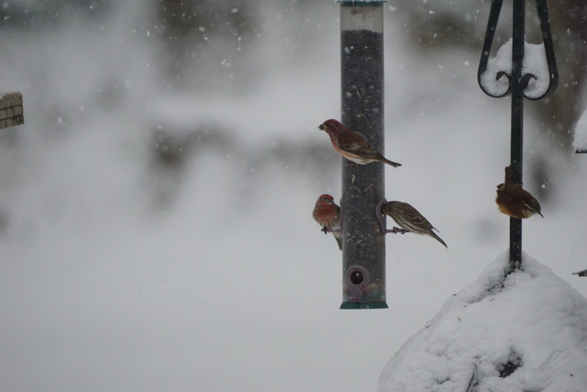 House Finch - ML308077391