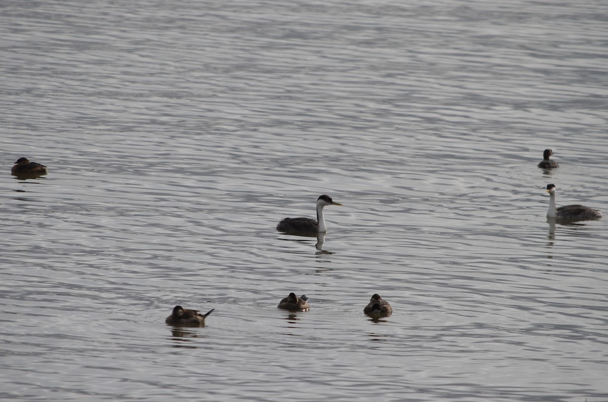 Western/Clark's Grebe - Scott Palmer