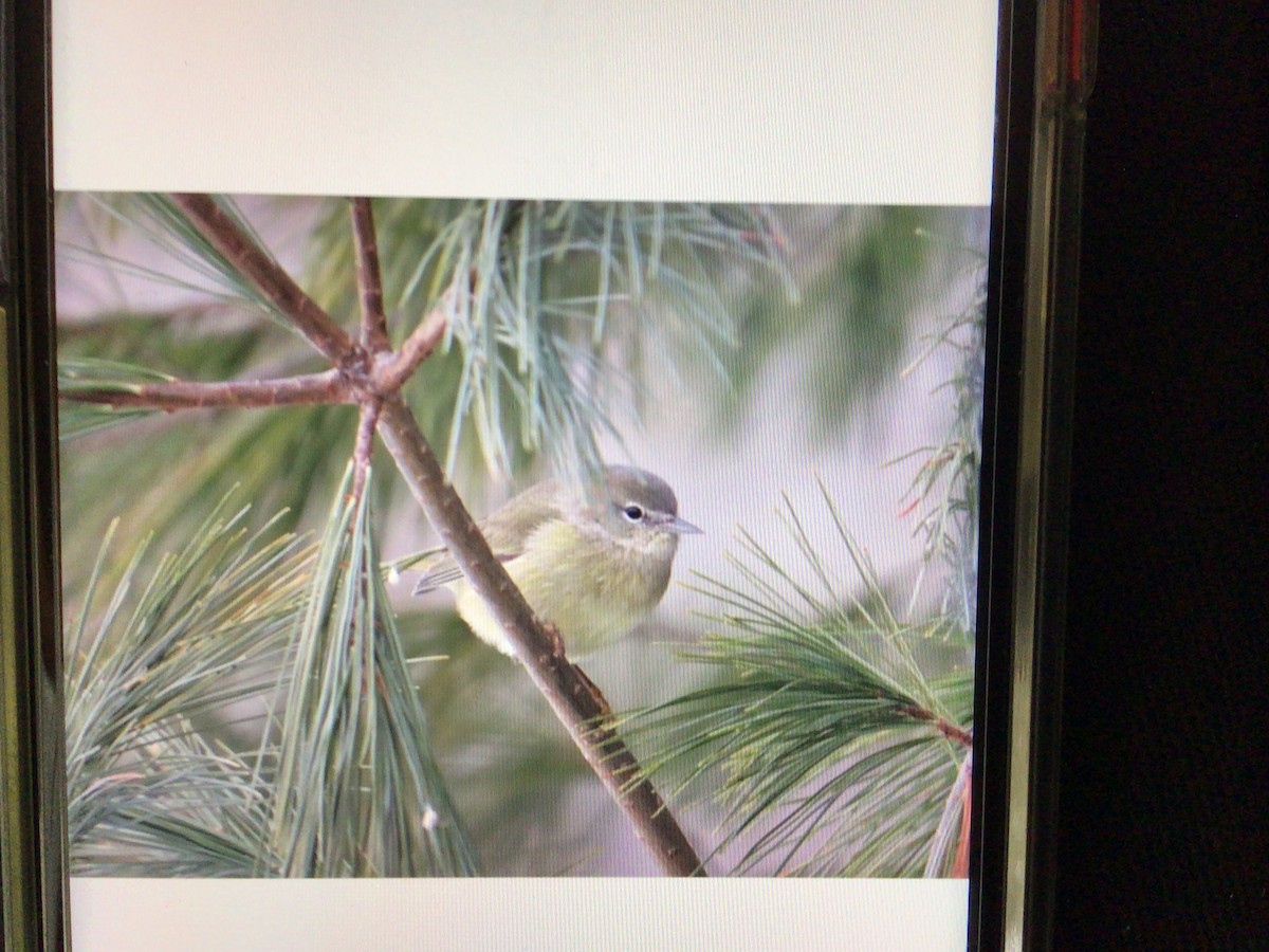 Orange-crowned Warbler - ML308078421