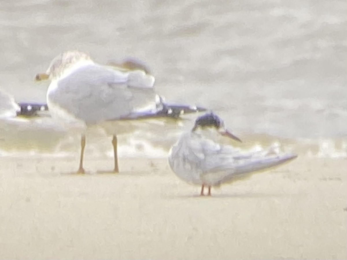 Forster's/Common Tern - ML308080011