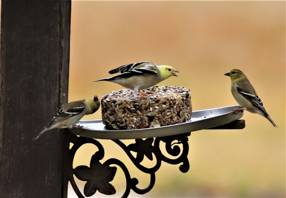 American Goldfinch - ML308080161