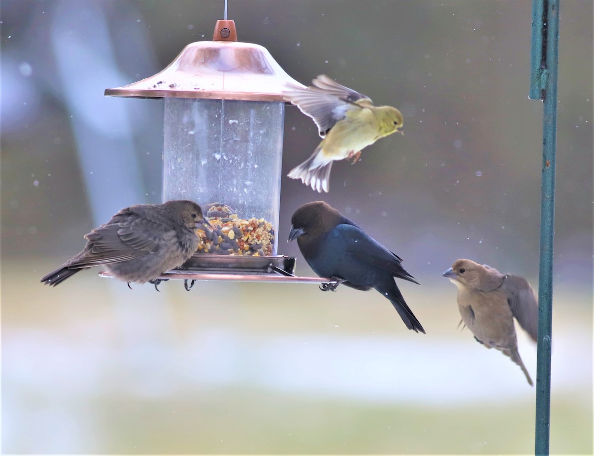 Brown-headed Cowbird - ML308080501