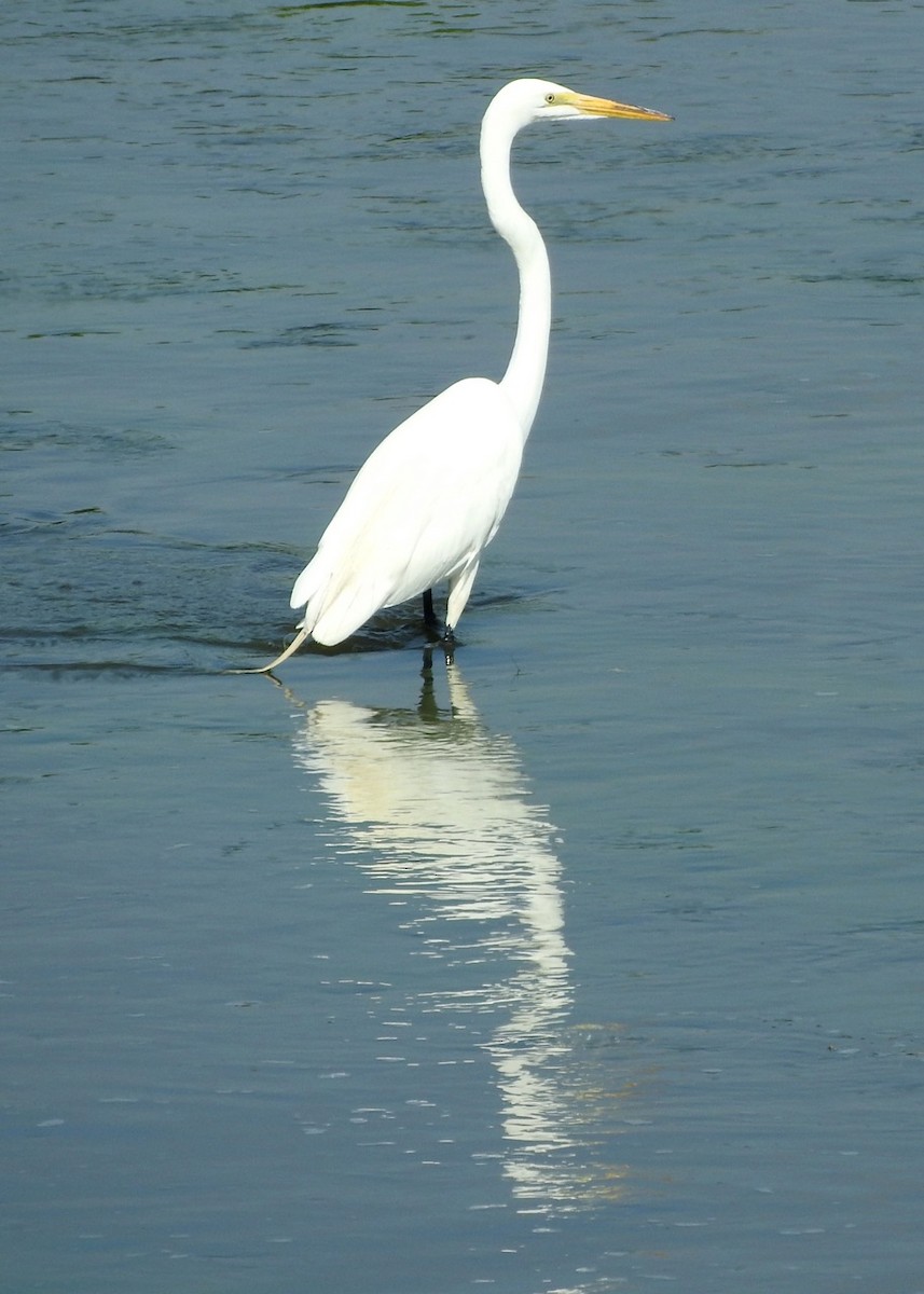 Great Egret - ML30808051