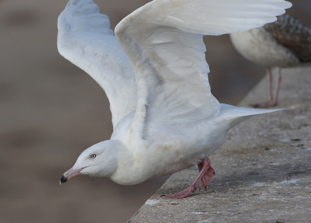 Glaucous Gull - ML308080661