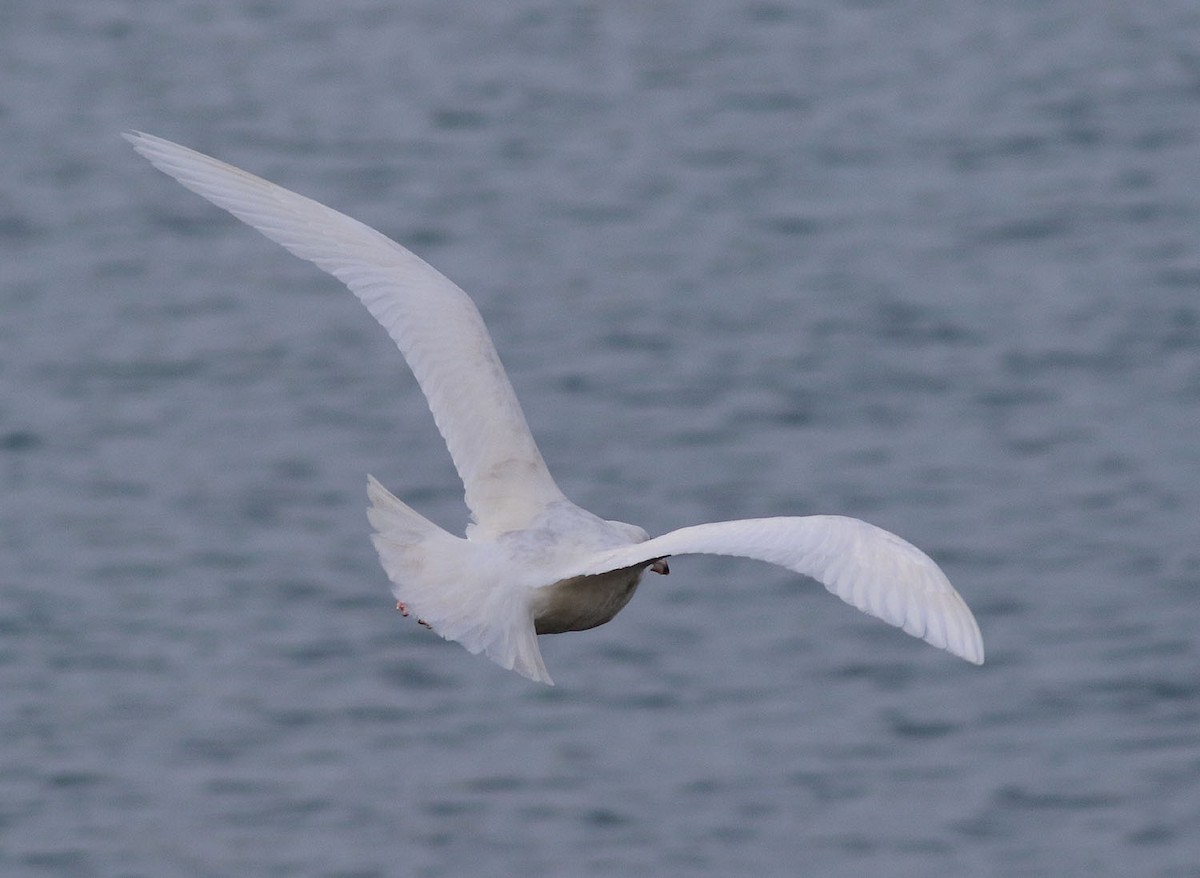 Glaucous Gull - ML308080771