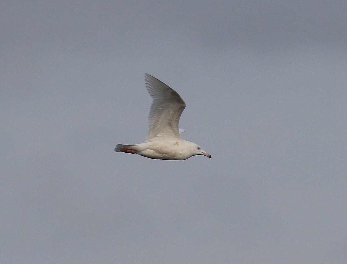 Glaucous Gull - ML308080921