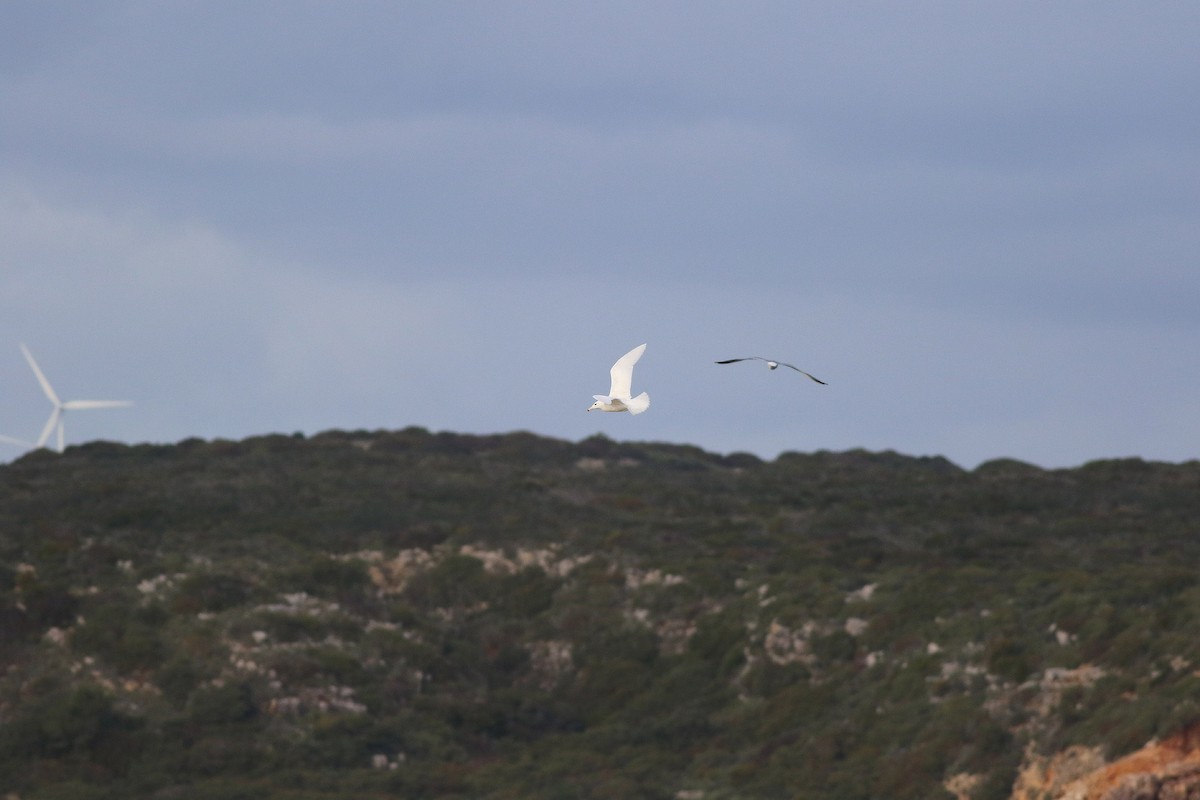 Glaucous Gull - ML308081051