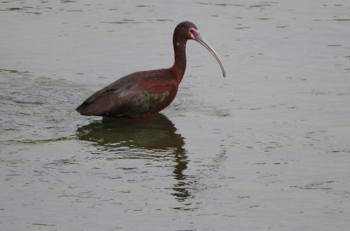 ibis americký - ML30808111