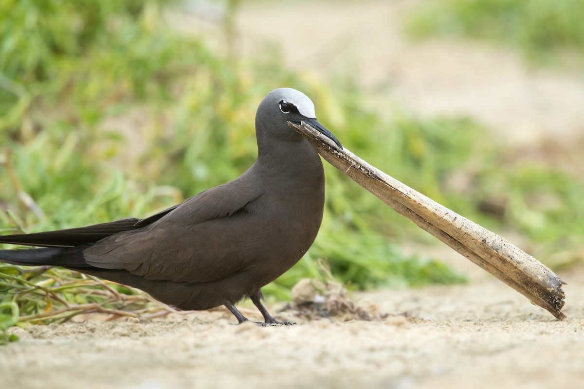 クロアジサシ - ML308081201