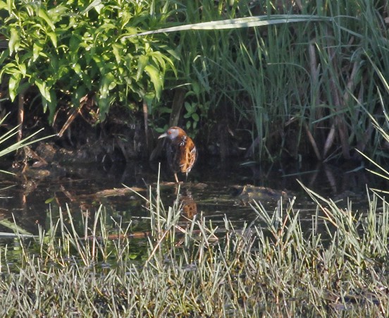 Baillon's Crake - Carly Wainwright