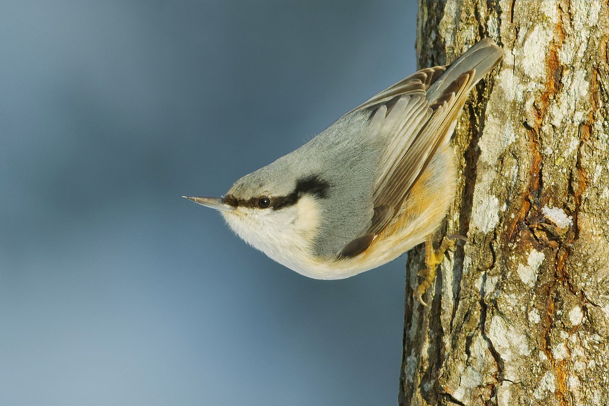 Eurasian Nuthatch - ML308083111