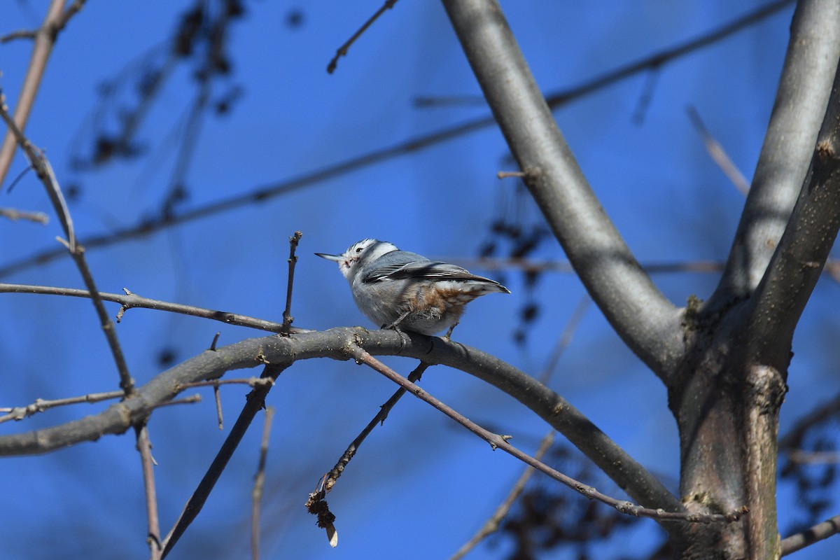 White-breasted Nuthatch (Eastern) - ML308083301