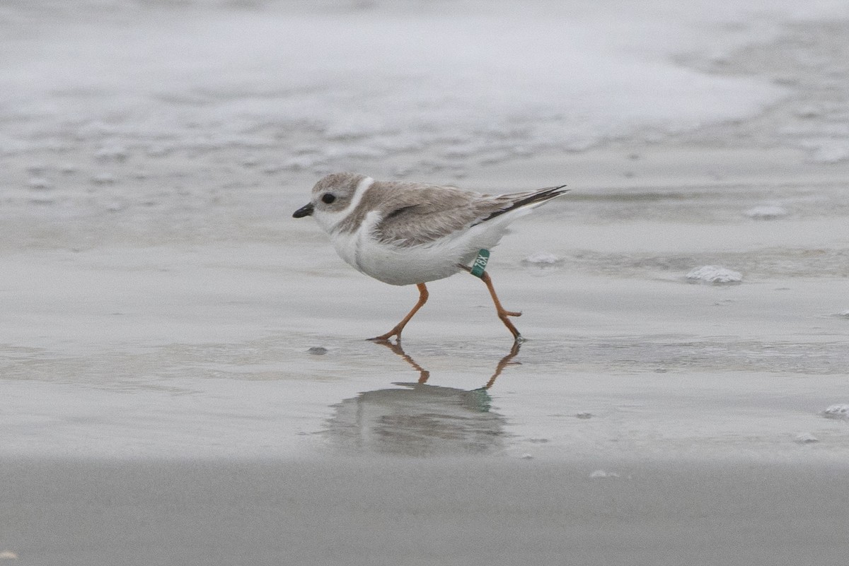 Piping Plover - ML308083701