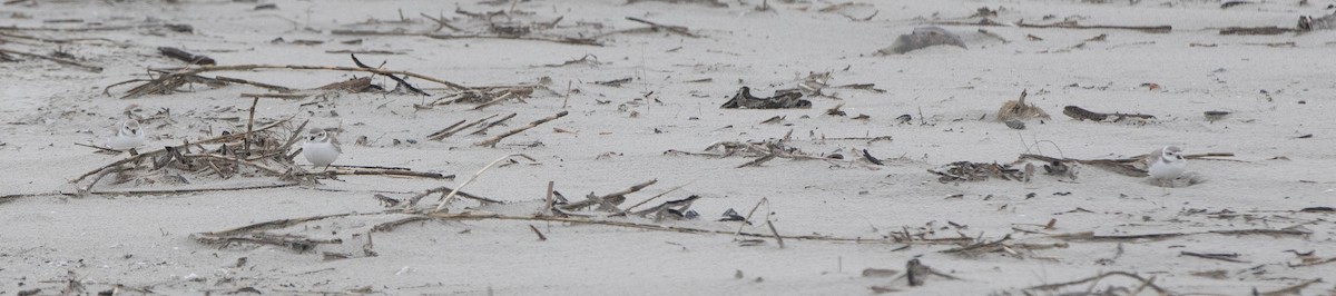 Piping Plover - ML308083711