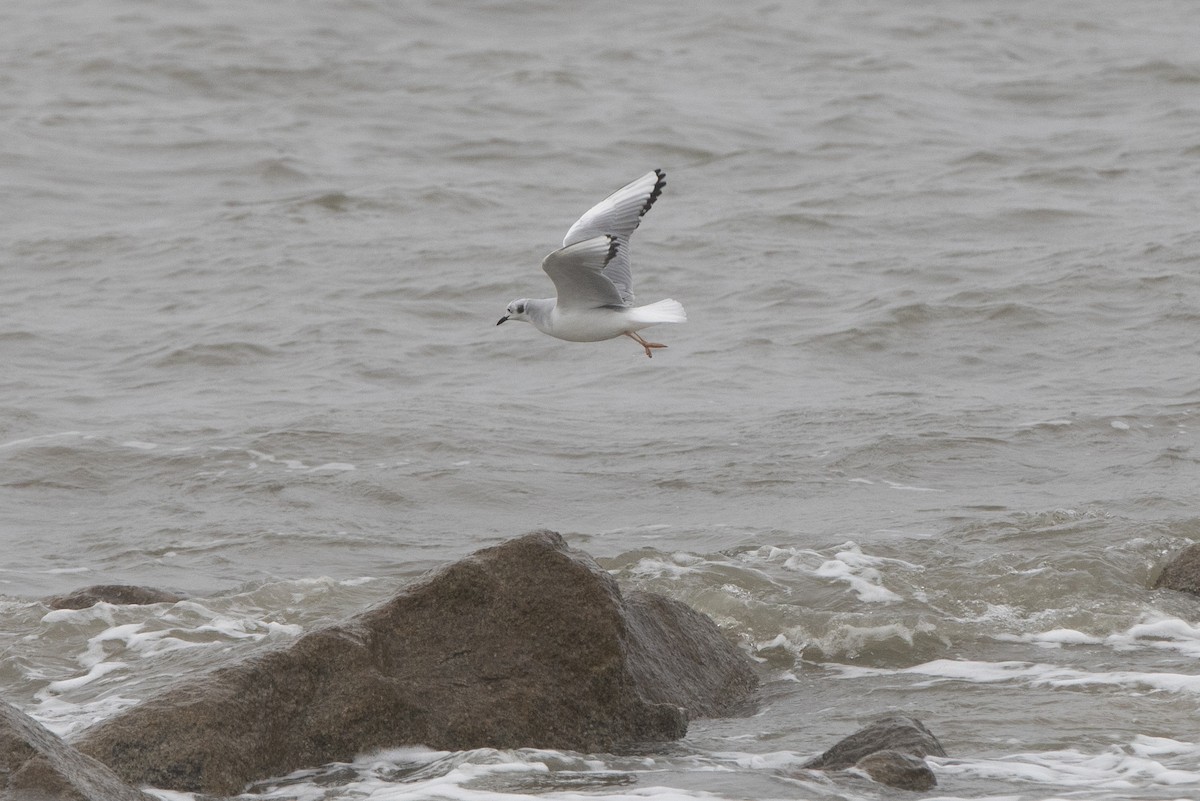 Bonaparte's Gull - ML308083761