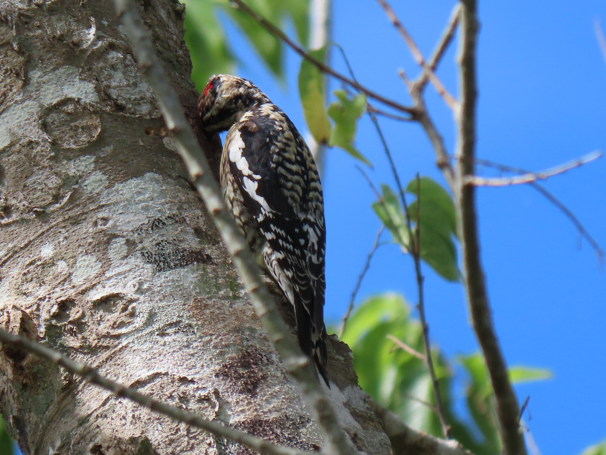Yellow-bellied Sapsucker - ML308083931