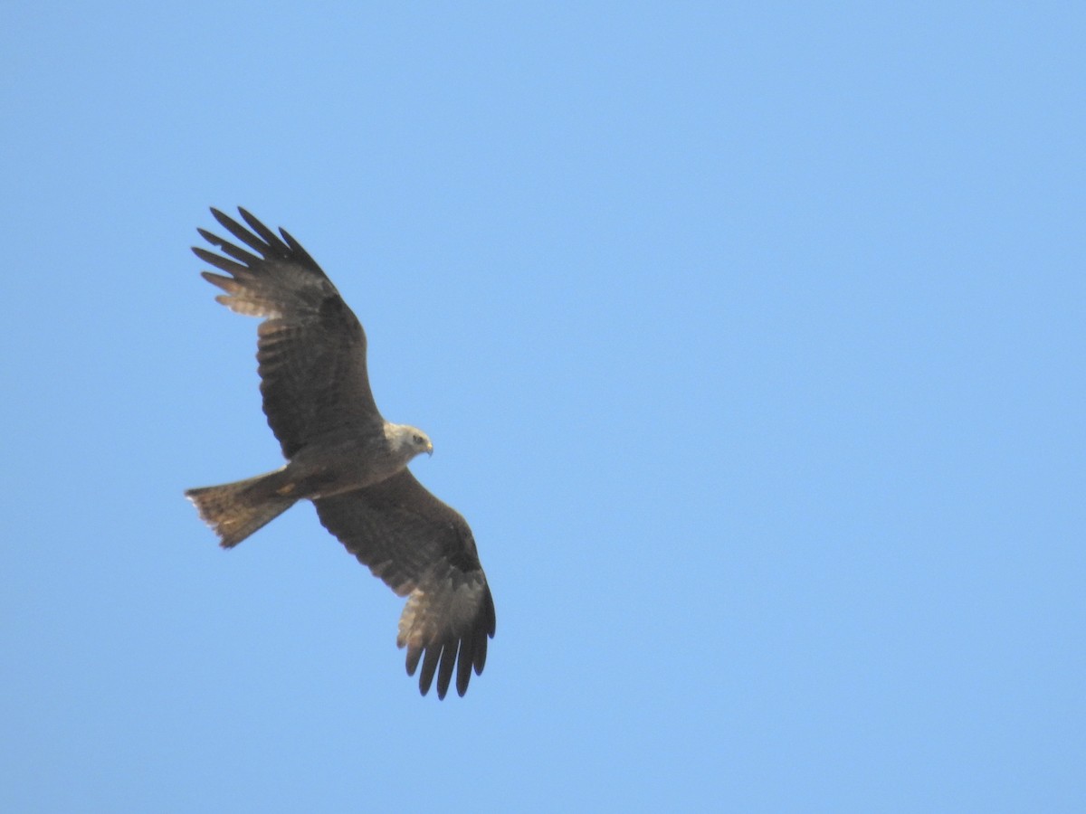 黑鳶 - ML30808401