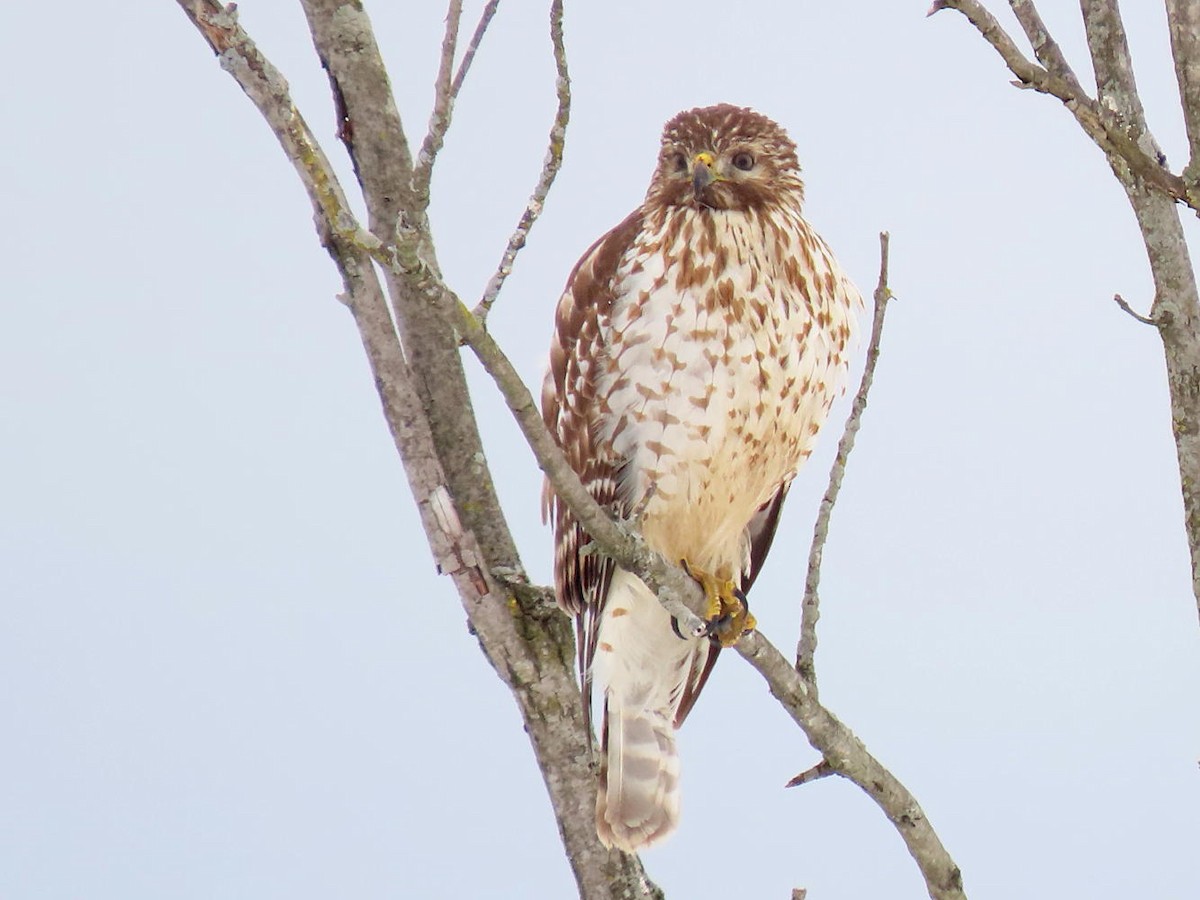 Red-shouldered Hawk - ML308084171